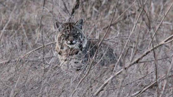 Bobcat
Tennesse Valley, California Bobcat
Tennesse Valley, California
